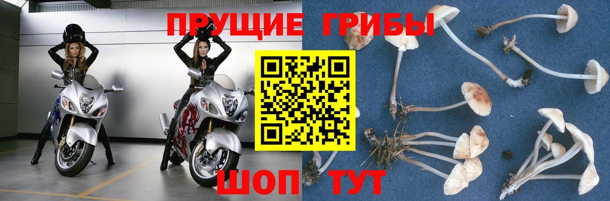 Псилоцибиновые грибы Cubensis Когалым